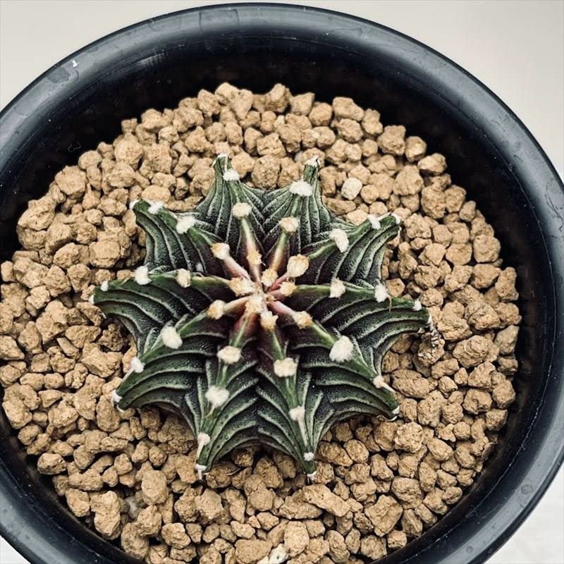 Amazon｜サボテン：ギムノカリキウム 牡丹玉 LB2178*｜観葉植物