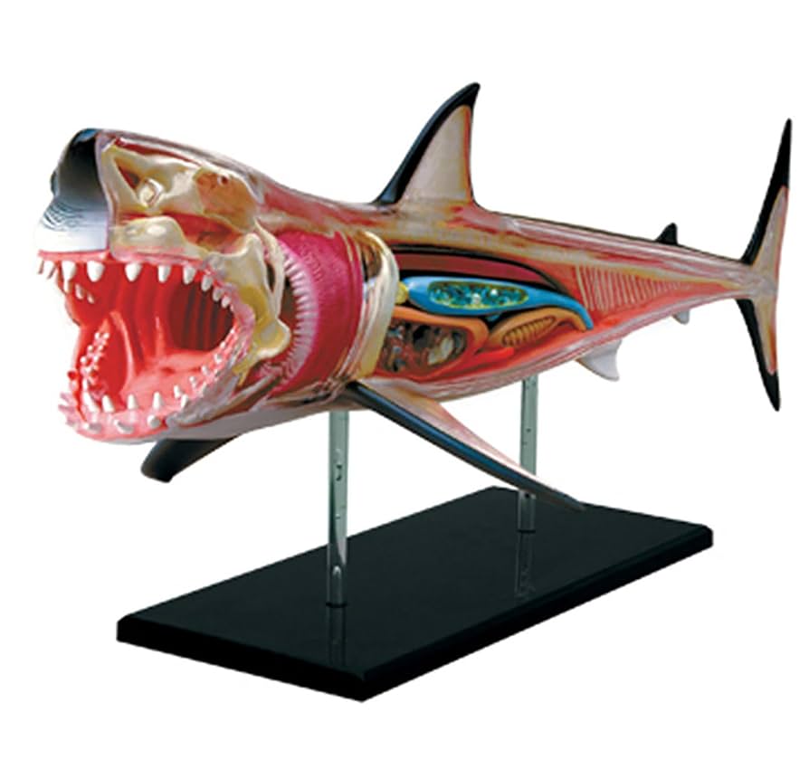 Amazon.co.jp: 4D ホオジロザメの解剖学モデル、動物の解剖学の