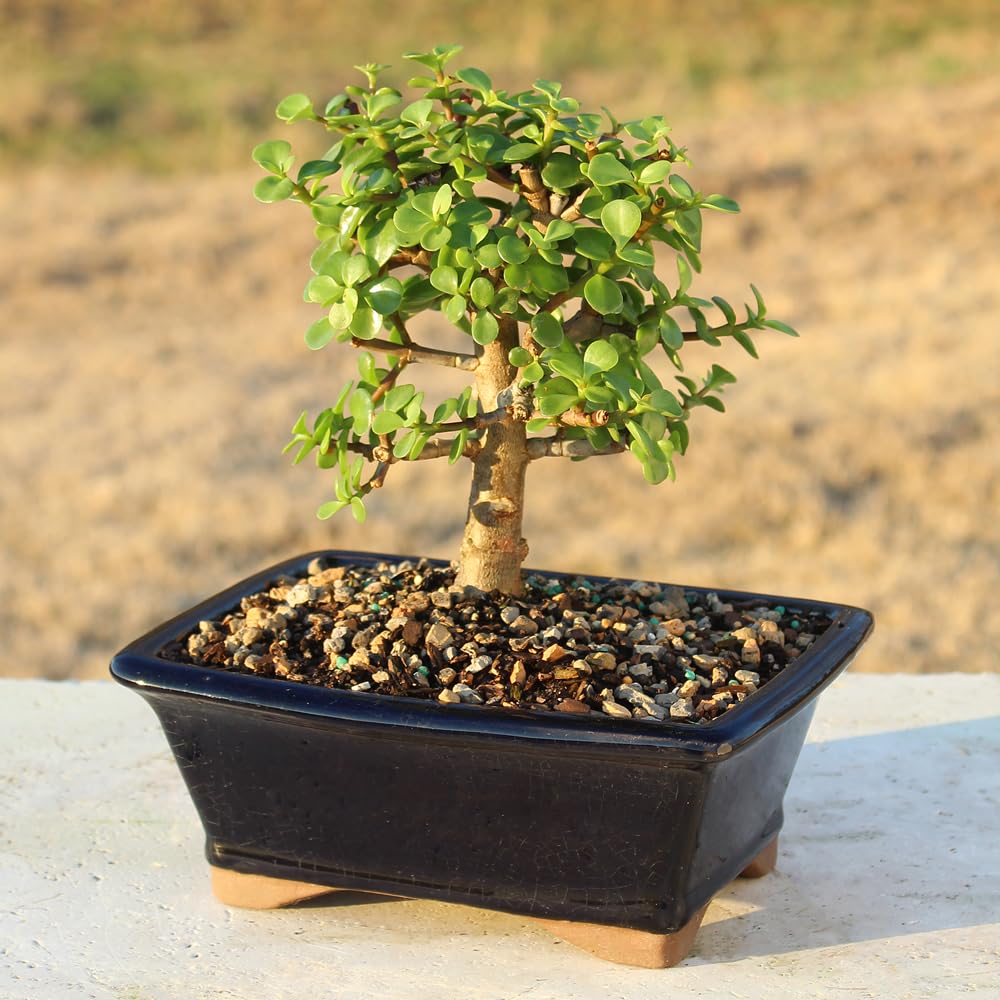 Amazon.com: Brussel's Bonsai - Live Dwarf Jade Bonsai Tree in a Grower  Bonsai Pot, Indoor Succulent Houseplant, 4 Years Old, 8-12 Inches Tall, Easy  Care Plant for Home or Office (Medium) :