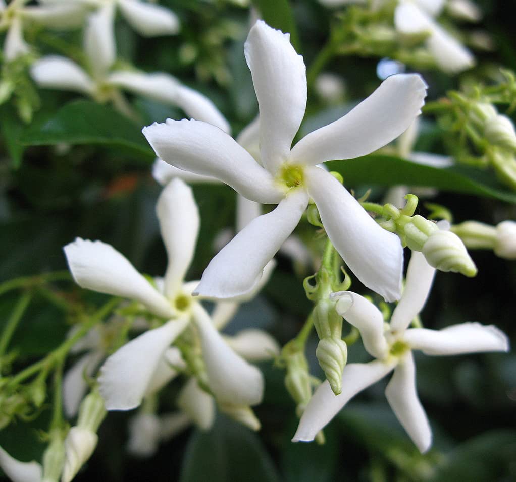 Star Jasmine Trachelospermum Rhynchospermum Jasminoides Fragrant Flower Vine Plant (B093CDV2JS) Amazon Price History, Amazon Price Tracker