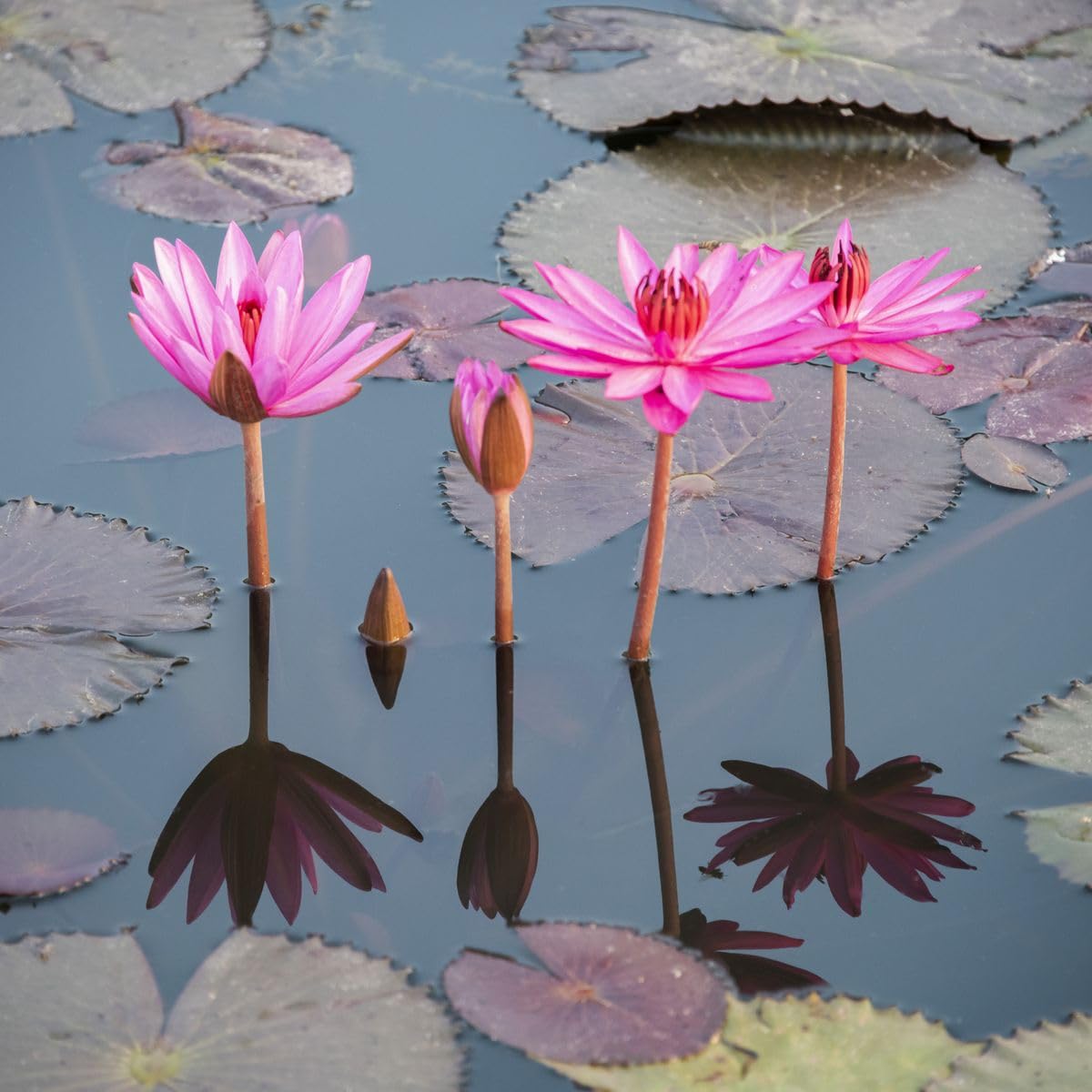 Lotus seeds for planting in aquarium || Seeds for lotus planting in aquarium || 14 seeds (B0CVVNFFXN) Amazon Price History, Amazon Price Tracker