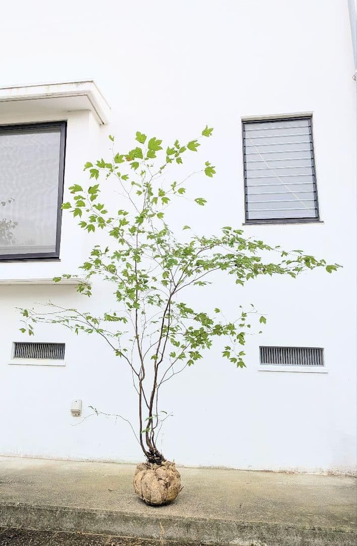 Amazon.co.jp: 連休 特大の山採りシロモジの根巻き苗 : DIY・工具