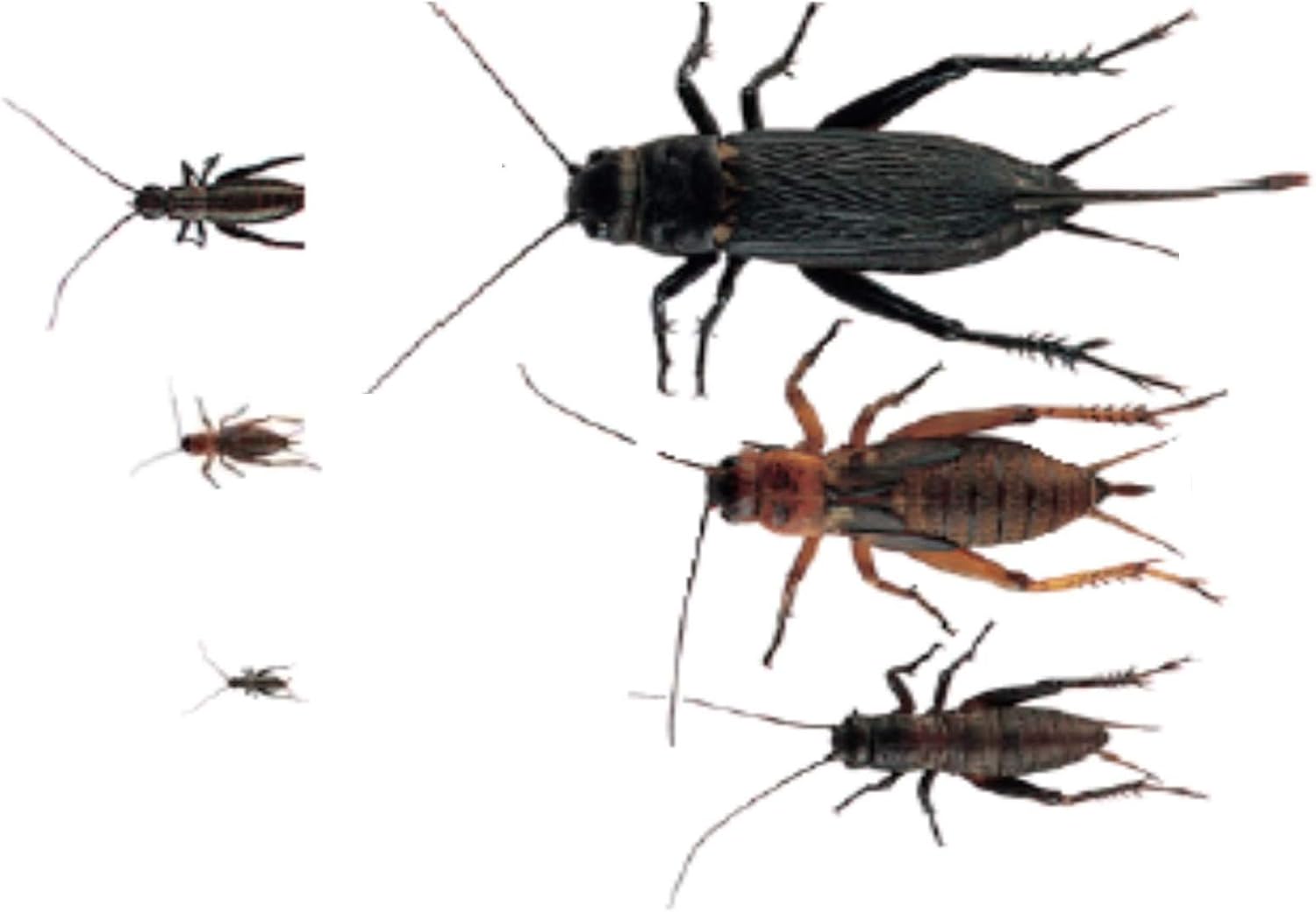 The Mealworm Company LIVEFOODS DIRECT 500 Black Crickets Micro Size 1