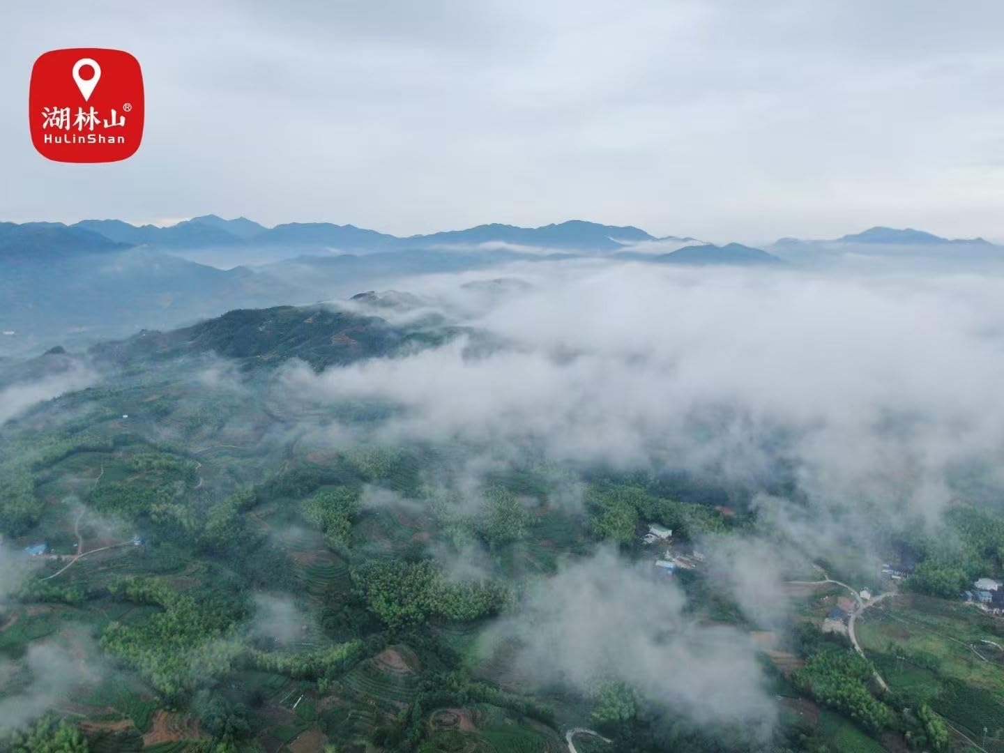 Authentic Lapsang Souchong Black Tea Bags Loose Leaf Tea – Smoky & Sweet, 80g (16 Pyramid Tea Bags) – Wuyishan Origin 武夷山红茶 正山小种