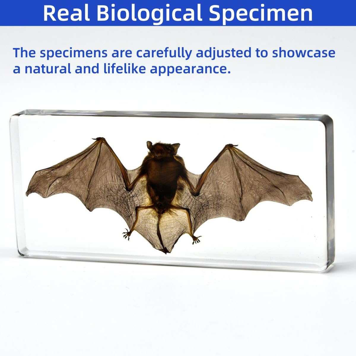 Real Preserved Bat Specimen in Clear Resin Block - 5.5" x 2.5" x 0.8" - Science Classroom Display, Biology Study, Halloween Decor & Unique Collectible