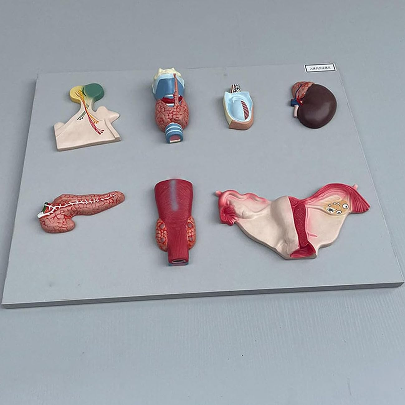 Life Size Human Endocrine Organ Model,Parathyroid Gland Ovarian Model,Endocrine System Teaching Tool,50 * 39 * 6Cm