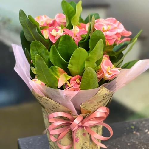 Miniatura 4 de Pink Euphorbia Milii - Planta viva de corona de espinas  4 a 8 pulgadas de alto, planta decorativa fácil de cultivar para interiores o exteriores,