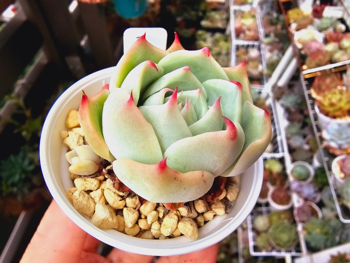 Amazon.co.jp: 美苗 スカイワールド根付き苗 多肉植物 エケベリア 抜き