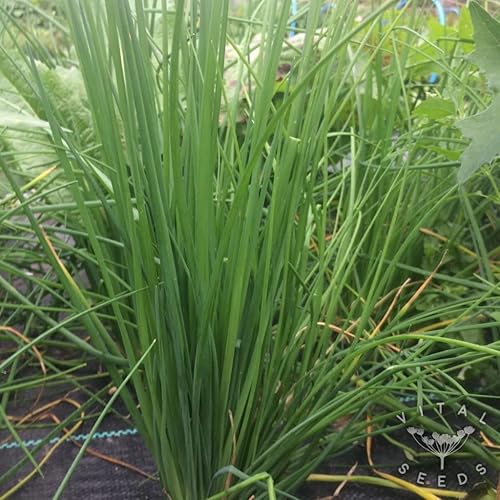 1200 semillas de cebollino comunes para plantar sin OMG 007oz de semillas de jardín vegetales cebollino de supervivencia a granel