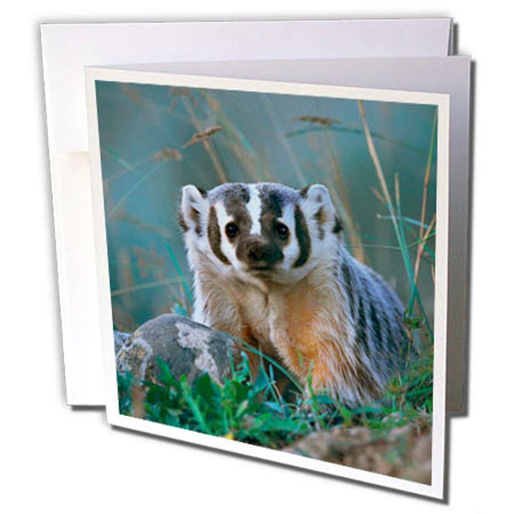 3dRose gc_259650_2 6 x 6-Inch "Badger, Taxidea Taxus, Montana, USA" Greeting Card (Set of 12)