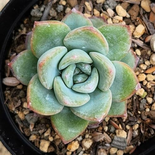 A}r 7.5cm|bg A Mtg GPxA Echeveria 'Amabire' Y  ϗtA CeAO[ 񂹐A ke 1{ 1