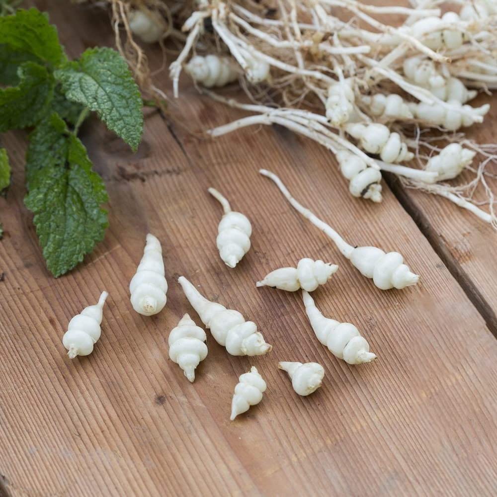 Knotroot Plants. 'Conito'. Exotic Root Vegetable. Easy to Grow. Chinese Artichoke. 4L Plant. Available from Bedwen Plants