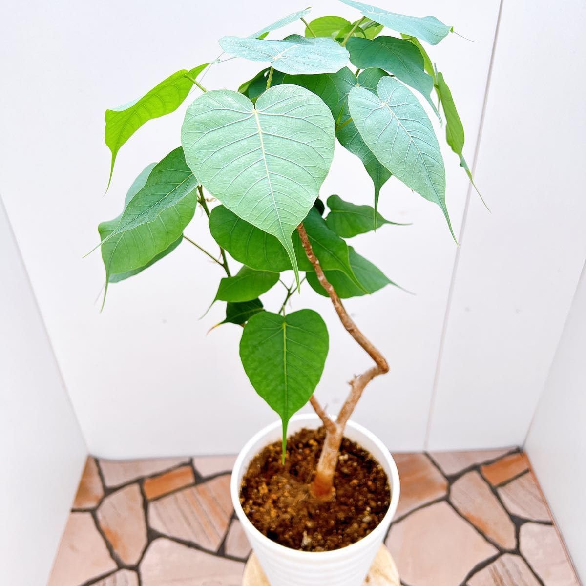 現品］32番 ドラセナ コンシンネ 龍 曲がり 8号 観葉植物 大型 室内