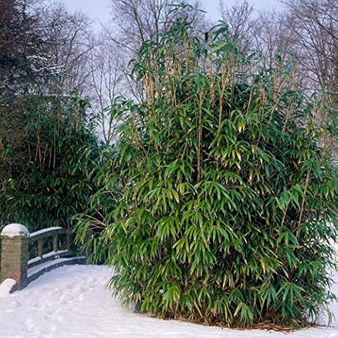 Plant Theory Arrow Bamboo Pseudosasa Japonica 3ft - 5ft Ornamental Decorative Border Plant (10L) Cover