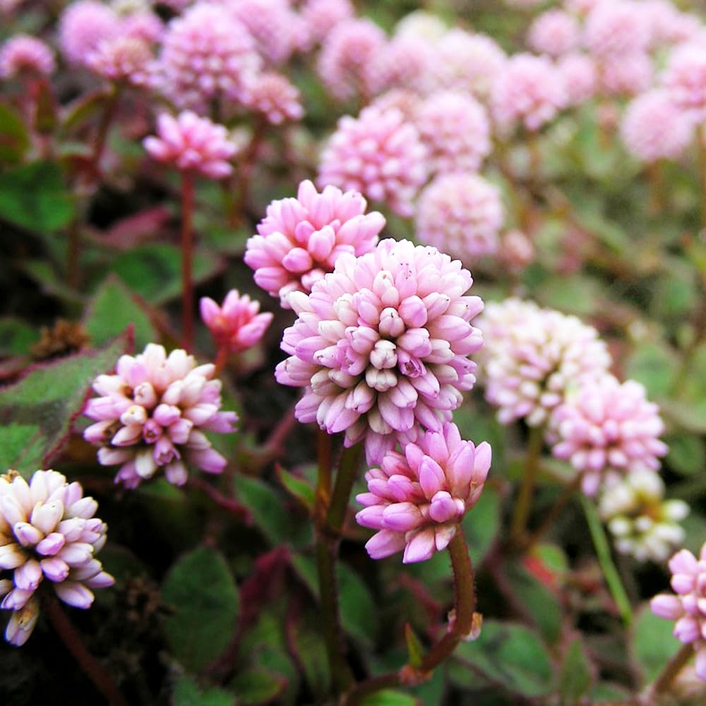 Amazon.co.jp: ポリゴナム(ヒメツルソバ) 9cmポット 6個セット【品種で