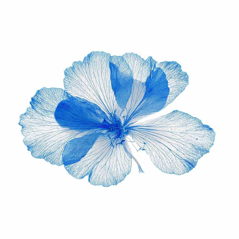 ZAMAEIU Landscape Wall Art Line-drawn bloomss Modern Canvas Print On Artwork, Suitable for living room, bedroom, for Kids Room Decoretc.(blue)-30x50cm Unframed