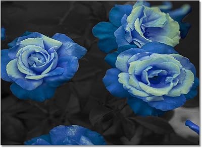 Amazon Co Jp 咲く青いバラ カーペット ラグ 1 1cm 洗える 滑り止め付 1年中使えるタイプ 床暖房 ふわっと手触り ホーム キッチン Amazon Co Jp 咲く青いバラ カーペット ラグ 1 1cm 洗える 滑り止め付 1年中使えるタイプ 床暖房 ふわっと手触り ホーム キッチン