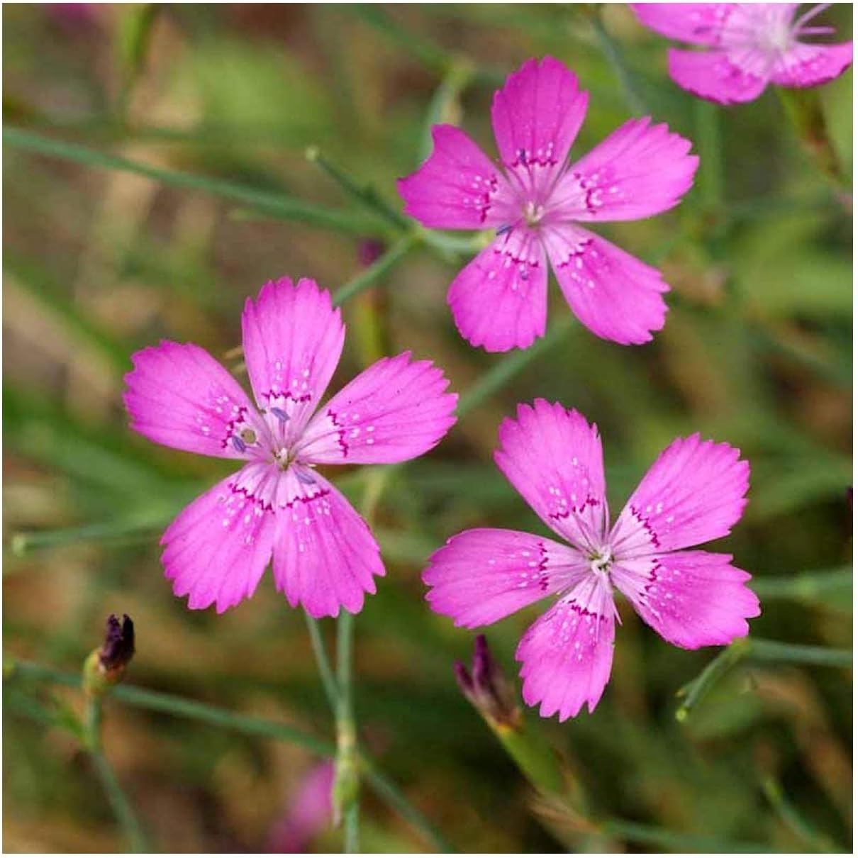 Everwilde Farms - 1/4 Lb Maiden Pinks Wildflower Seeds - Gold Vault