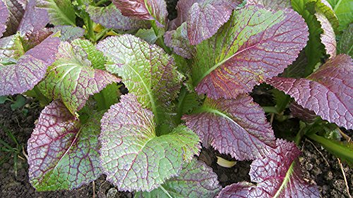 Indica Super Agri Green Mustard Red Asia Salat Gian Leaf 50 Seeds