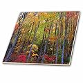 3dRose ct_153680_2 Standing Tall, Tall Trees Stand Stately in All Their Autumn Splendor Ceramic Tile, 6-Inch