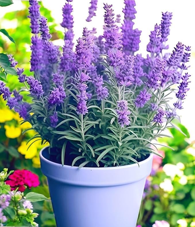SA CART Live Wonderful All Season Purple Lavender Flower Tree Healthy Live Plant For Home Garden Outdoor Indoor plant in Black Pot | | (LEVENDER))-image-29