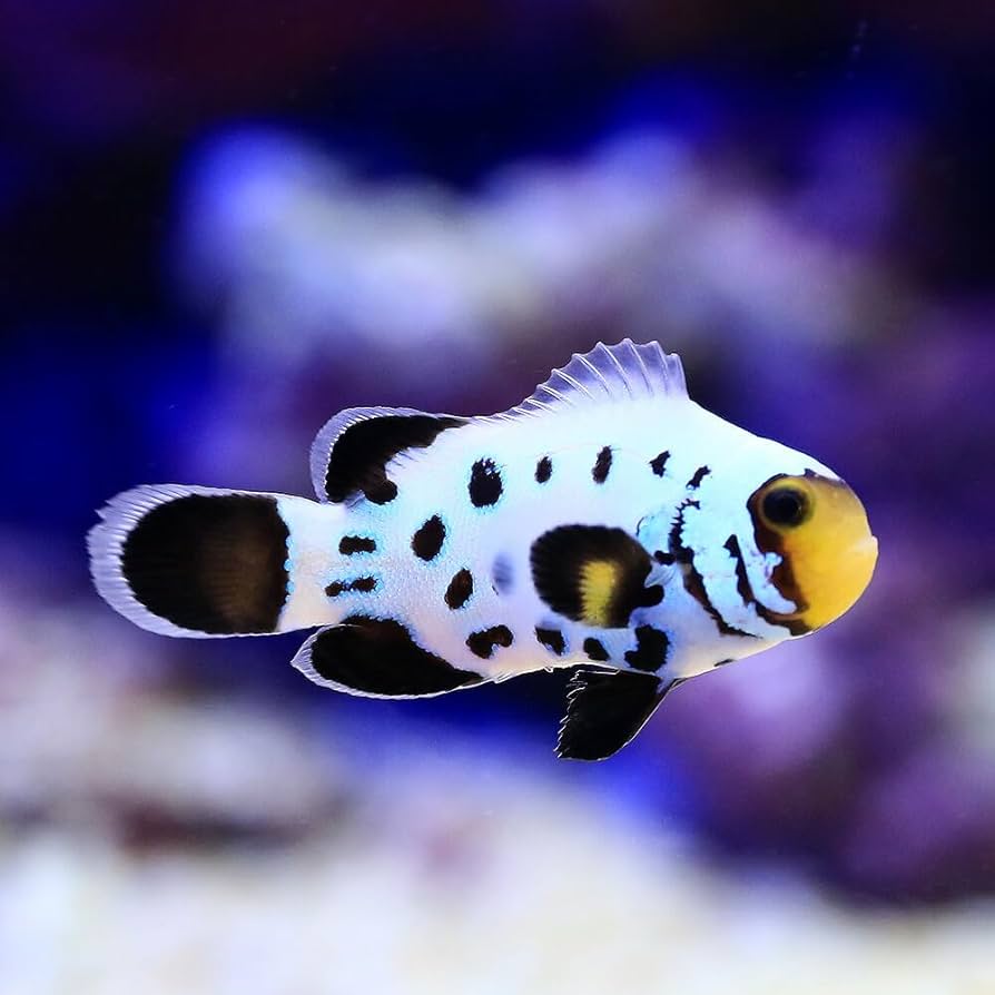 Amazon | （海水魚）スノーフレークオセラリス ブラックフロストバイト