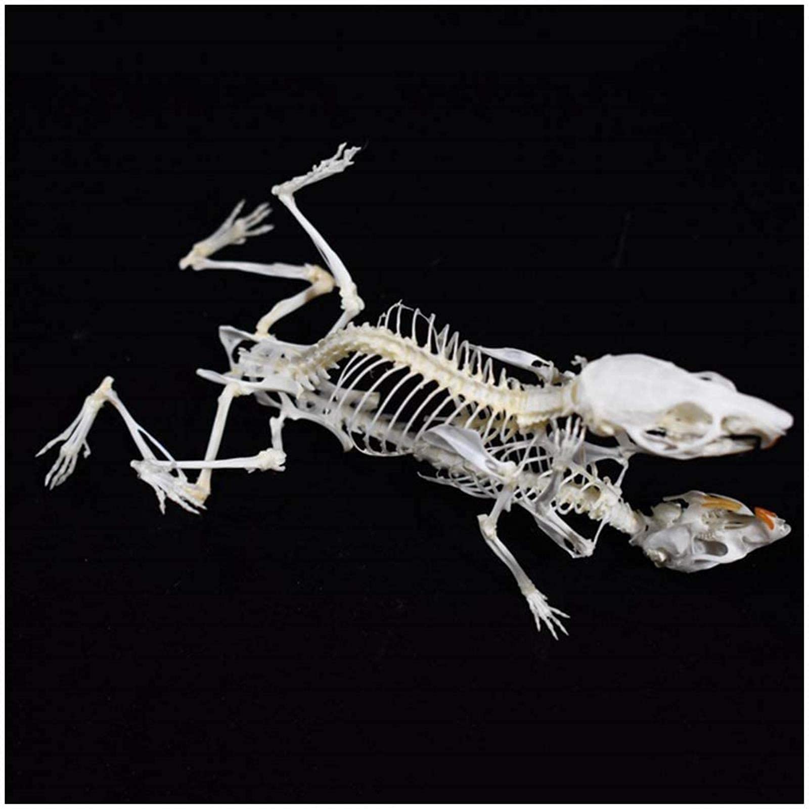 Amazon.co.jp: 動物の骨の標本モデルラットの骨格の骨のモデルセクシー