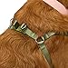 EveryYay Step in Dog Harness Olive X-Small