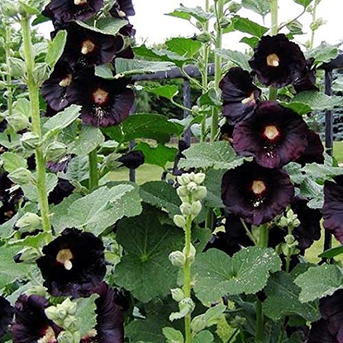 Hollyhock Flower Seeds - Black Nigra - 20 Seeds (B09ZPT3J9V) Amazon Price History, Amazon Price Tracker
