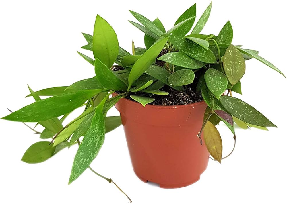 Hjerne Linjetegning Toppen Den Menneskelige Hjerne Set Nedefra Med Hjerne Linjetegning Toppen Den Menneskelige Hjerne Set Nedefra Med