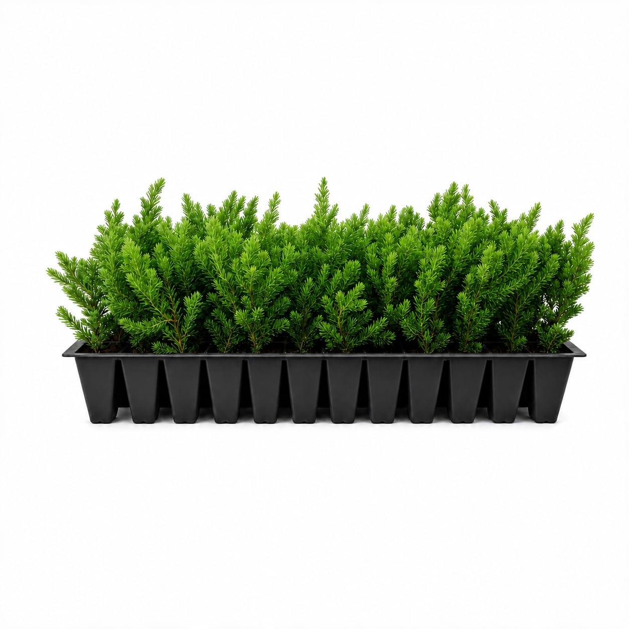 Blue Pacific Shore Juniper