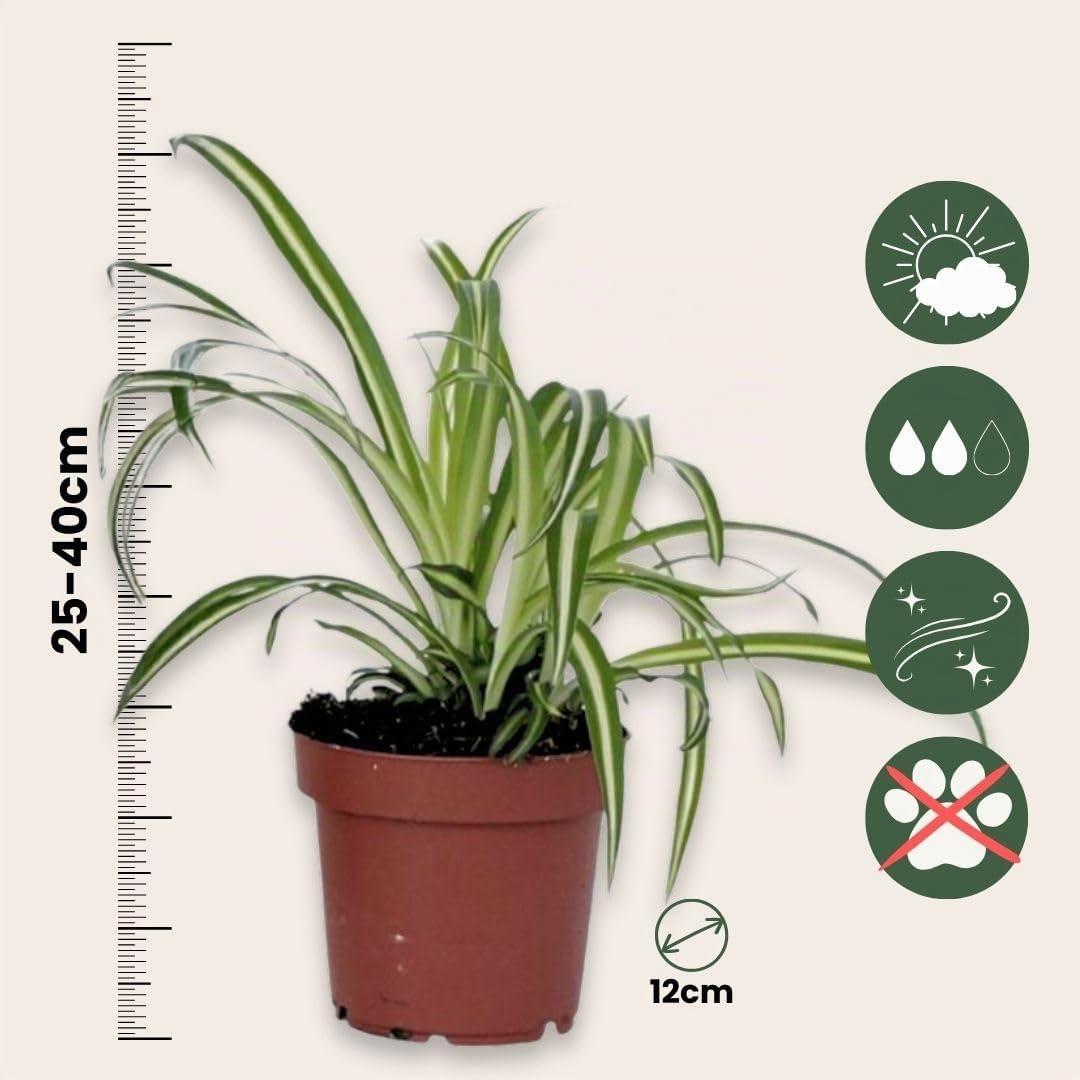 Plant in a Box - Chlorophytum comosum 'Atlantic' - Set de 3 - Lis d'herbe - Plante araignée - Pot 12cm - Hauteur 25-40cm