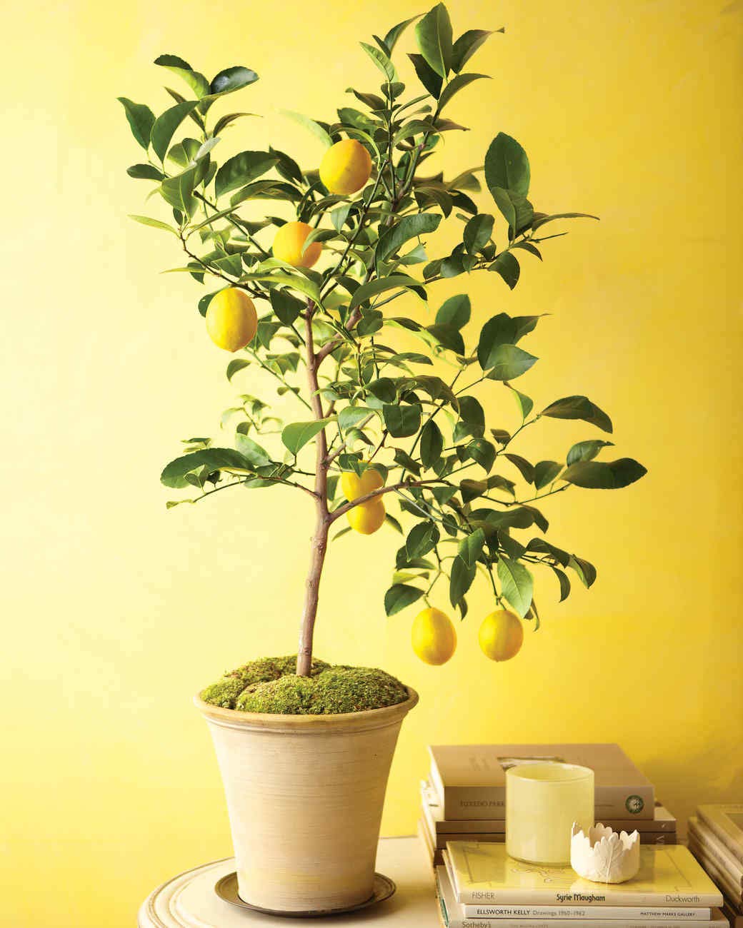 M-Tech Gardens Meyer Lemon - Layering Tasty tropical Fruit 1 Healthy Live Plant (MTECH-23)