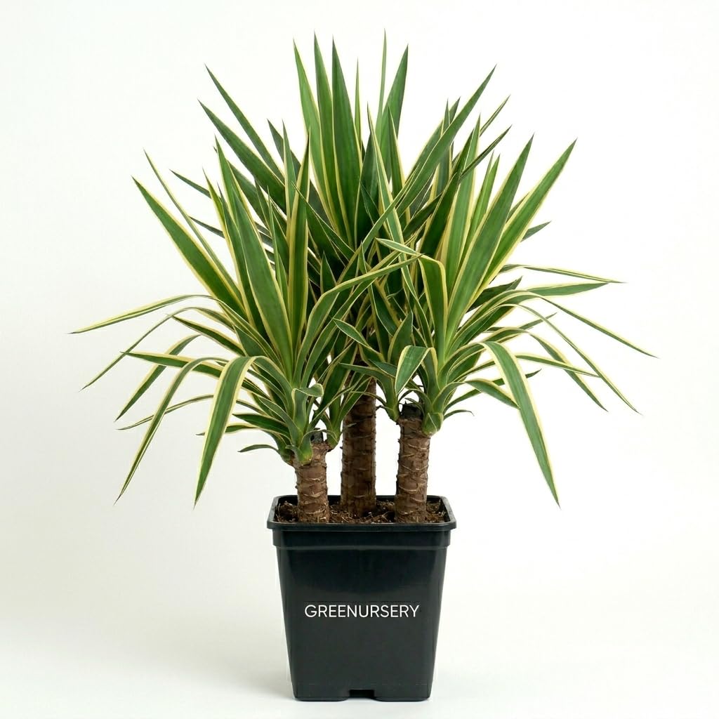 Yucca Variegated Live Outdoor Drought Tolerant Plant – Pack of 1-image-1