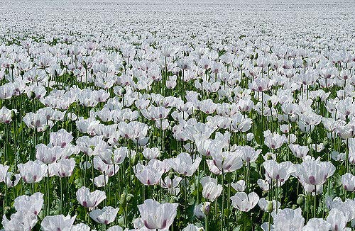 Llavors Llavors SANHOC de l'paquet: 3.000 Llavors (Els