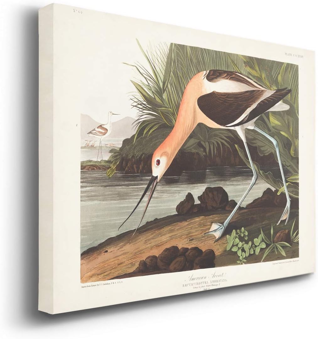 Renditions Gallery American Avocet by John James Audubon, Classic Bird Wall Art, Bright and Colorful, Premium Gallery Wrapped Canvas Decor, Ready to Hang, 12 in H x 18 in W, Made in America Print