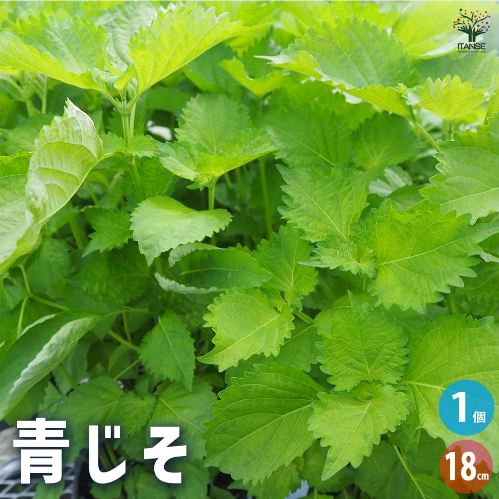 Amazon.co.jp: ITANSE 青じそ 18cm 1個売り【品種で選べる野菜苗