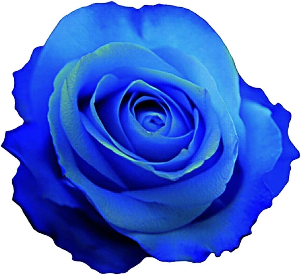Farm Direct Fresh Blue Roses. | 24 Fresh Blue Rose Bouquet + Vase Included - Fresh Flowers Roses.