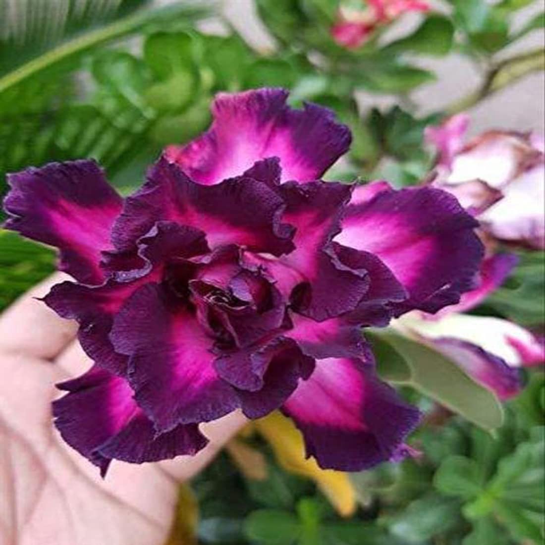 Sarika Nursery Adenium Plant/Hybrid Plant Amazon.in Garden & Outdoors