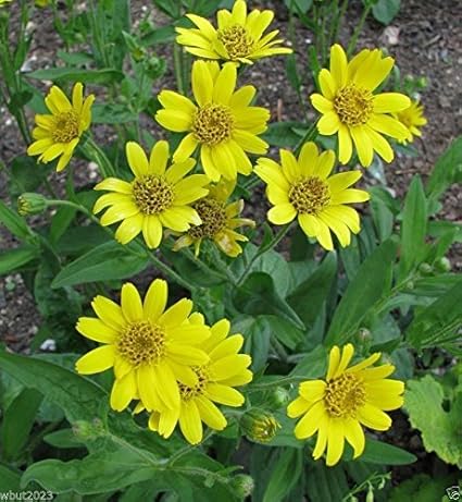 50 Meadow Arnica Seeds a.K.a Chamisso arnica,- Arnica chamissonis,Perennial !