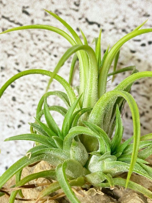 Amazon.co.jp: Frontier Plants現品チランジア イオナンタ ヴァリエ
