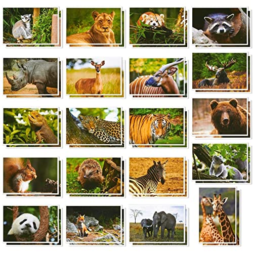 BEST PAPER GREETINGS 40 Pack Wild Animals Postcards Bulk 4x6 - Safari Animals - Blank Animals Post Cards for Mailing, 20 Assorted Photos