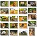 Wild Animal Postcards – 40 Postcards – Bulk Set - Featuring Tigers, Bears, Giraffes, Elephants, & More – 4 x 6 Inches