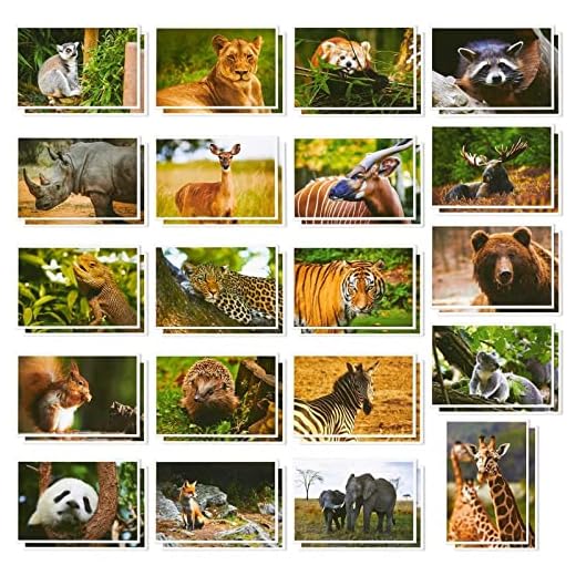 Vilda djur vykort – 40 vykort – storpack – med tigrar, björnar, giraffer, elefanter och mer – 10 x 15 cm.