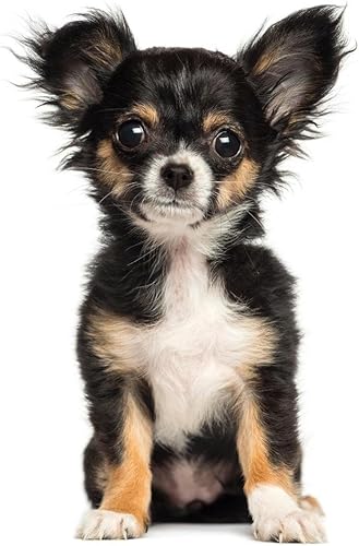 Póster de cachorro de Chihuahua sentado posando para la pared, divertido arte de pared de perro, decoración de pared de perro, pósteres de cachorros