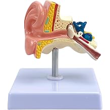 11 Scale Human Ear Anatomy Model with Base, Professional PVC,Outer Middle Inner Ear Structure Simulation Model for Teaching Demonstration,Science Classroom,Human Anatomy Study