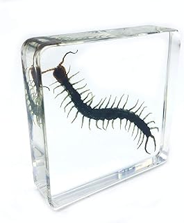 Centipedeï¼ˆChilopodï¼‰ï¼ˆScolopendraï¼‰Science Specimen in Acrylic Block Paperweights Science Classroom Specimens for Science Educationï¼ˆ3x3x1 Inchï¼‰