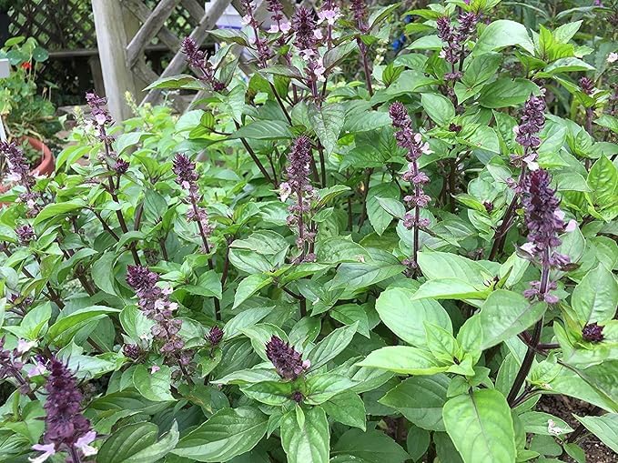 Marua Sweet Plant Marwa Niazbo Herb Seeds For Home Terrace And Kitchen Indoor Outdoor Gardening (B0CXDW8HC2) Amazon Price History, Amazon Price Tracker