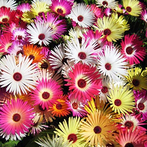 Zabbus Seeds Ice Plant Mixed Colour Flower Seeds Hybrid F1 Seeds for Home Garden All Season (Pack of 2 Packets) (B0BHJDP3NW) Amazon Price History, Amazon Price Tracker
