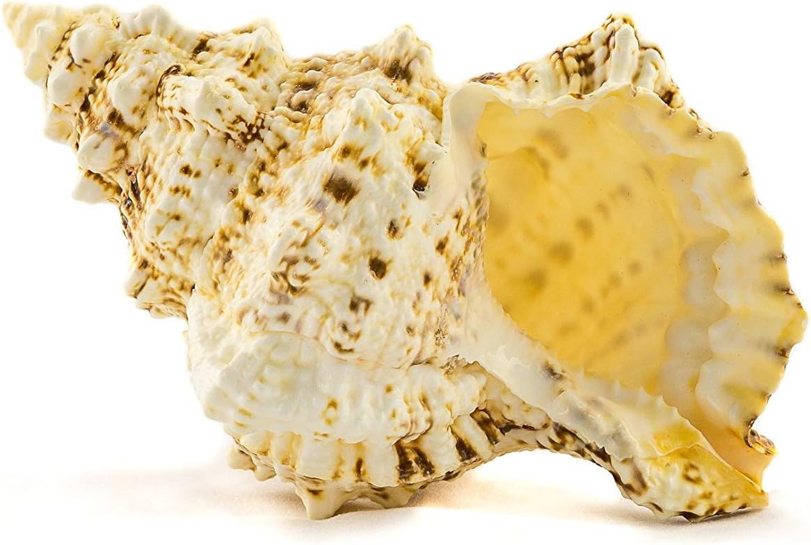 Conch Shell Decor - Seashell Decor (9in)